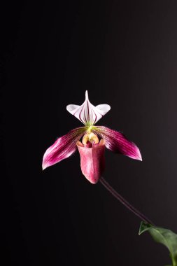 Tarafsız bir arkaplanda orkide