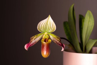 Tarafsız bir arkaplanda orkide