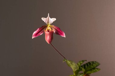 Tarafsız bir arkaplanda orkide