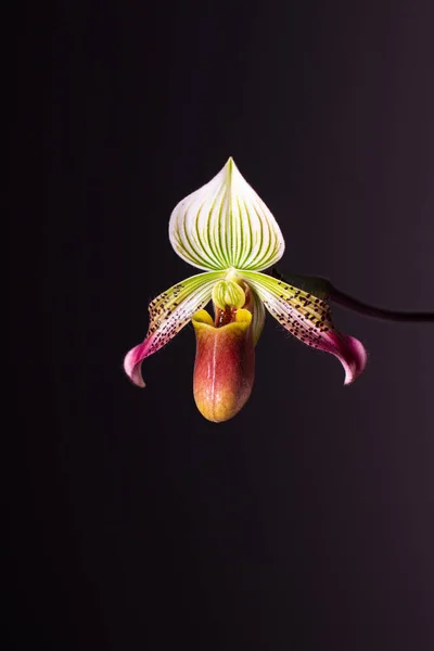 Orquídea Sobre Fondo Neutro —  Fotos de Stock