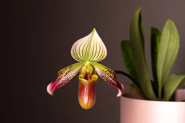 Tarafsız bir arkaplanda orkide