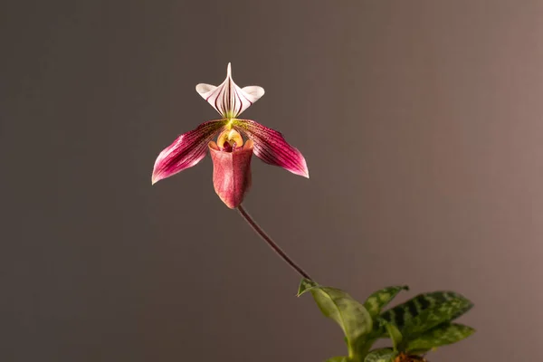 Tarafsız bir arkaplanda orkide