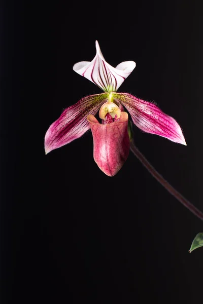 Orquídea Sobre Fondo Neutro —  Fotos de Stock