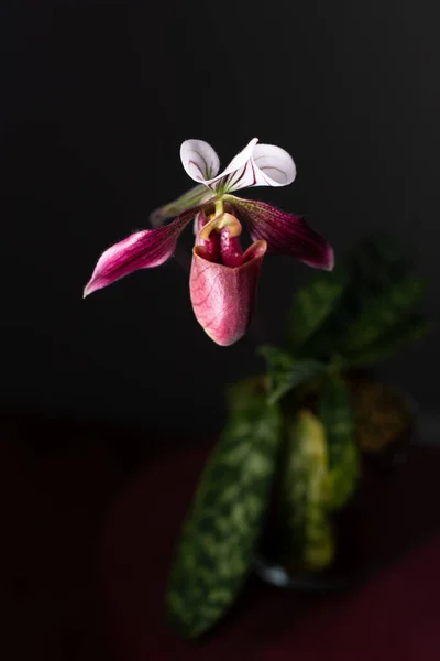 Orquídea Sobre Fondo Neutro —  Fotos de Stock