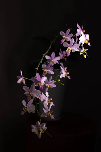 Tarafsız bir arkaplanda orkide