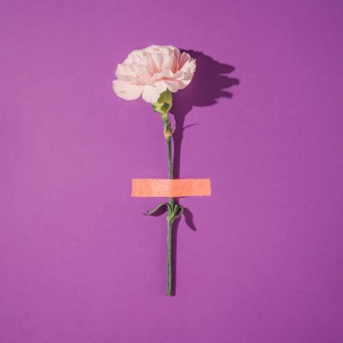 Pembe karanfil, mor arka planda ışıltılı washi bandıyla bantlanmış. Eğlenceli doğa bahar konsepti. Minimum düzlük.