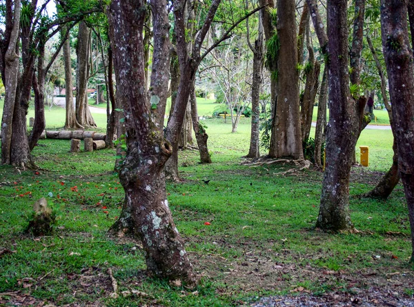 Forêt Propre Bien Entretenue Puerto Rico — Photo