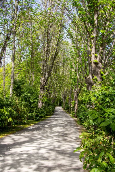 Route Pavée Milieu Une Forêt Parc — Photo