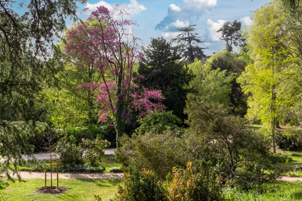 Stadtpark Mit Kleinem Wald Mit Verschiedenen Baumarten Und Pflanzen Einem — Stockfoto