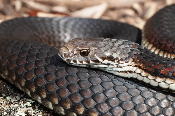 澳洲高地头蛇的近身活动 — 图库照片