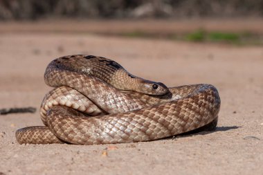 Strap-snouted Brown Snake curled up clipart