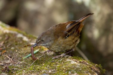 Tazmanya Scrubwren solucanla besleniyor