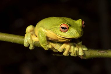 Aşk merdiveni yapraklı kırmızı gözlü ağaç kurbağası.