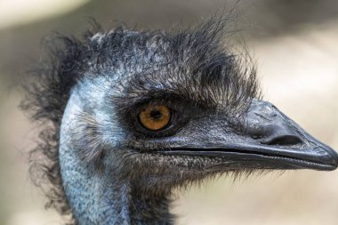 Avustralyalı Emu 'nun yakın plan fotoğrafı