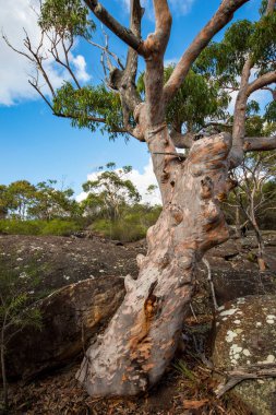 Sydney Kırmızı Sakızı çalılıklarda