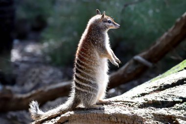 Numbat arka ayakları üzerinde duruyor.
