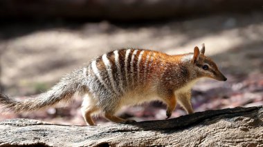 Numbat bir kütük boyunca yürüyor