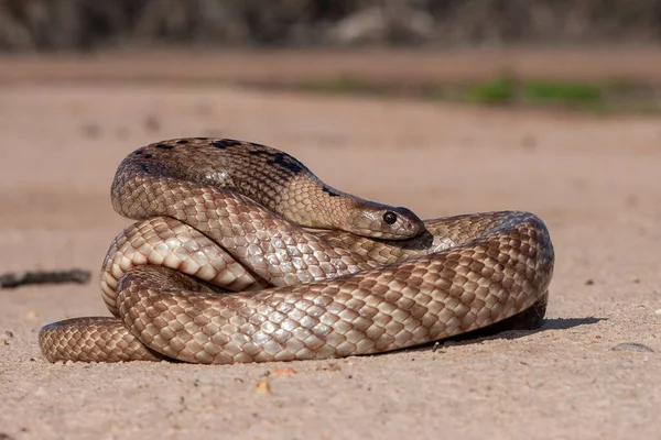 Riemenschnauze Braune Schlange Zusammengerollt — Stockfoto