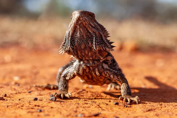 Close Dragão Barbudo Central Australiano — Fotografia de Stock