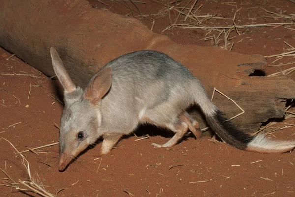 Captive Bilby Red Soil — Stock Photo, Image