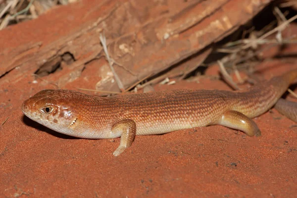 Great Desert Skink Αμμώδη Habatit — Φωτογραφία Αρχείου