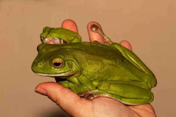 Australian White Lipped Tree Frog Being Held Researcher — Stock Photo, Image