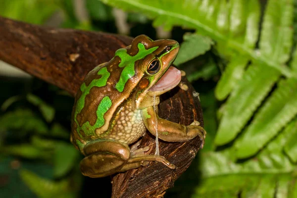 绿色和金色的铃铛青蛙吃它的皮 — 图库照片