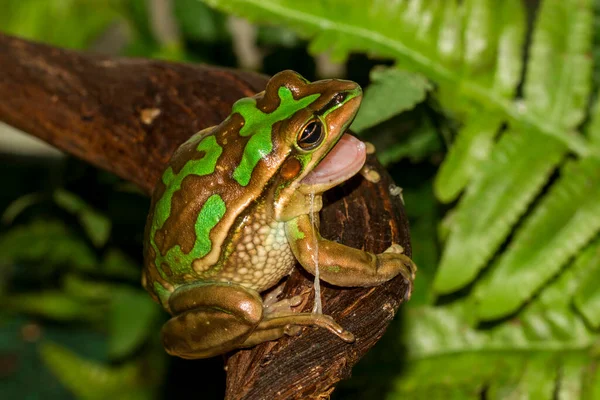 Rana Campanilla Verde Dorada Comiendo Piel —  Fotos de Stock