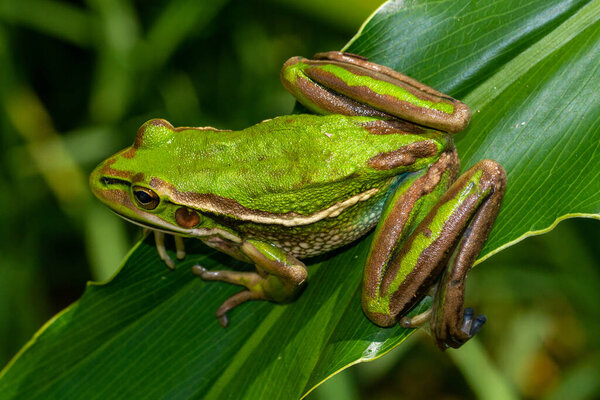 Зелёная и золотая лягушка