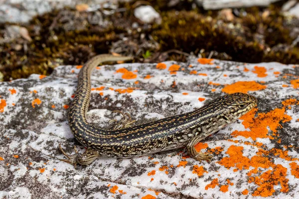 Уайт Skink Греется Крытой Скале — стоковое фото