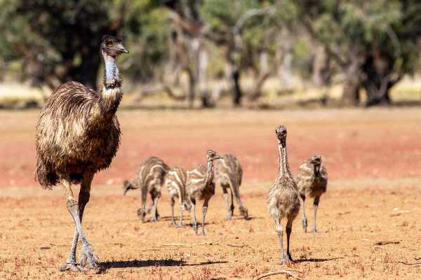 Mężczyzna Emu Opiekuje Się Pisklęta — Zdjęcie stockowe