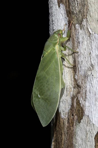 Vessie Cicada Sur Tronc Arbre — Photo