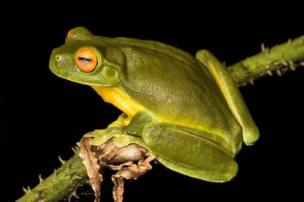 Rana Arborícola Australiana Ojos Rojos Descansando Rama — Foto de Stock