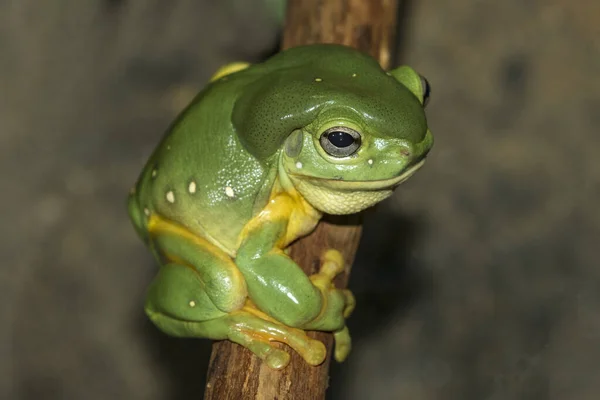 Australischer Prachtlaubfrosch Auf Baumgliedern — Stockfoto