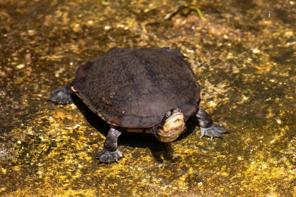 Australische Oostelijke Langhalsschildpad Met Opgeheven Hoofd — Stockfoto