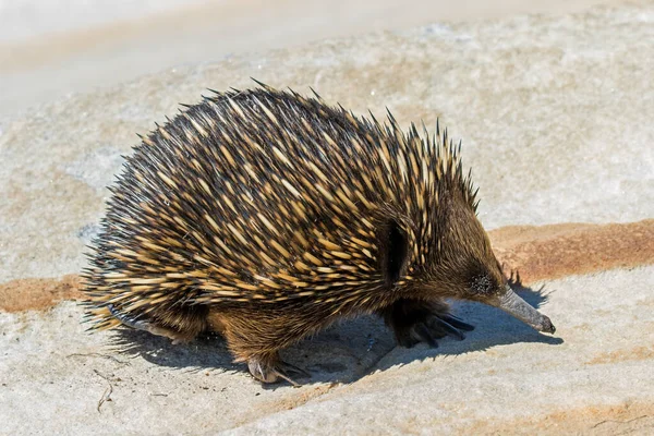 Echidna Pico Corto Busca Hormigas — Foto de Stock