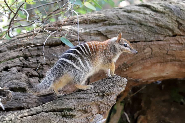 Batı Avustralyalı Numbat bir kütükte yürüyor