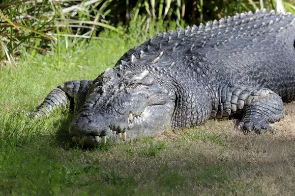 Gran Cautivo Cocodrilo Agua Salada Tomando Sol — Foto de Stock