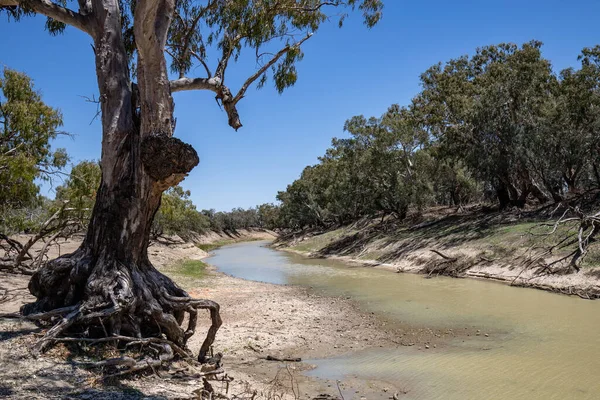 Darling River Gundabooka Nationaal Verre Westen Australië — Stockfoto
