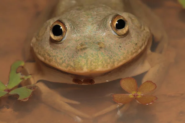 Australian Water Holding Frog — Stock fotografie