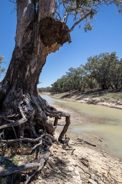 Slik Nesten River Red Gum Tree Darling River Gundabooka National — Stockfoto