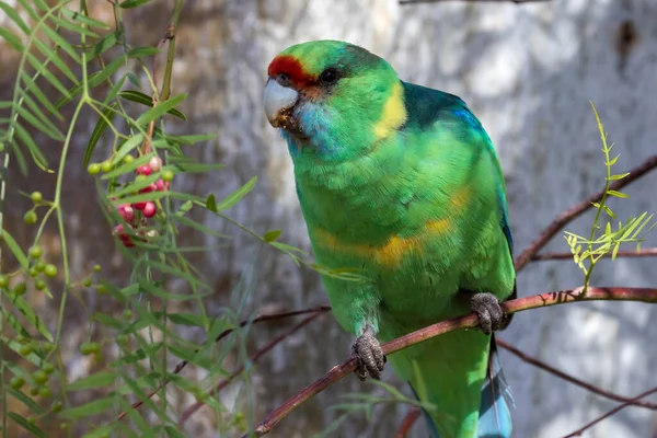 Australian Ringneck Parrot Feeding Peppercorn Tree — Stock Photo, Image