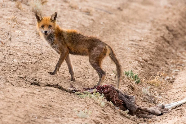 Feral Red Fox Rühös Táplálkozás Közúti Ölni Red Kenguru Tetem — Stock Fotó