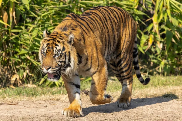 Sumatran Tigris Egy Ausztrál Állatkertben — Stock Fotó