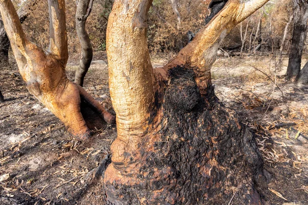 Burnt Scribbly Gum Trees after bush fire