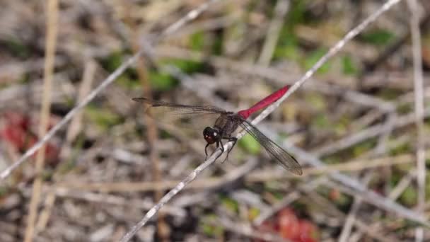 Πυρκαγιά Skimmer Dragonfly Στηρίζεται Μίσχο Γρασίδι — Αρχείο Βίντεο