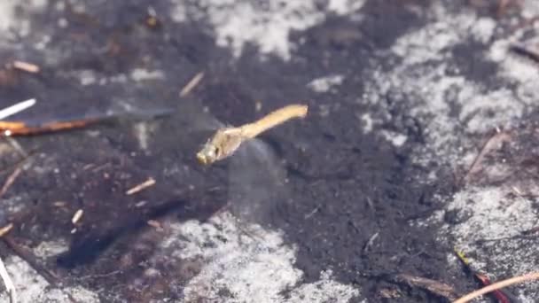 Dragonfly Laying Eggs Water — Stock Video