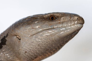 Doğu Mavi Dilli Kertenkele 'ye yaklaş.  