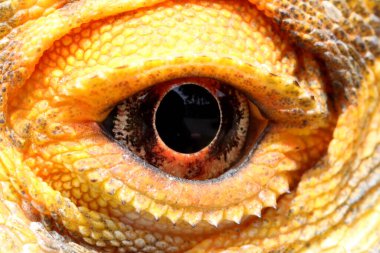 Merkezi Sakallı Ejder Kertenkelesinin Gözü