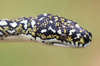 Bir Diamond Python 'un baş fotoğrafını kapat